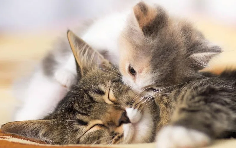 Hình ảnh mèo mẹ chăm con biểu tượng cho sự sinh sôi và khởi đầu mới.