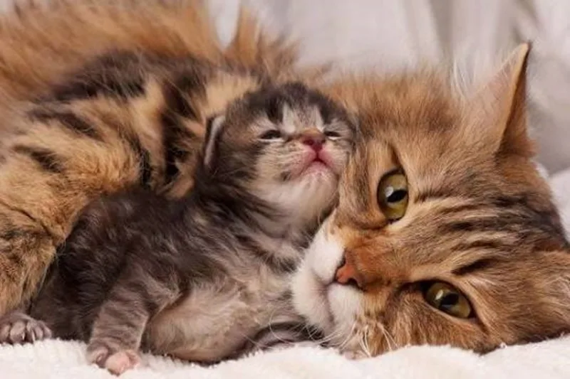 Đàn mèo con chào đời báo hiệu những tín hiệu tích cực về tài chính.
