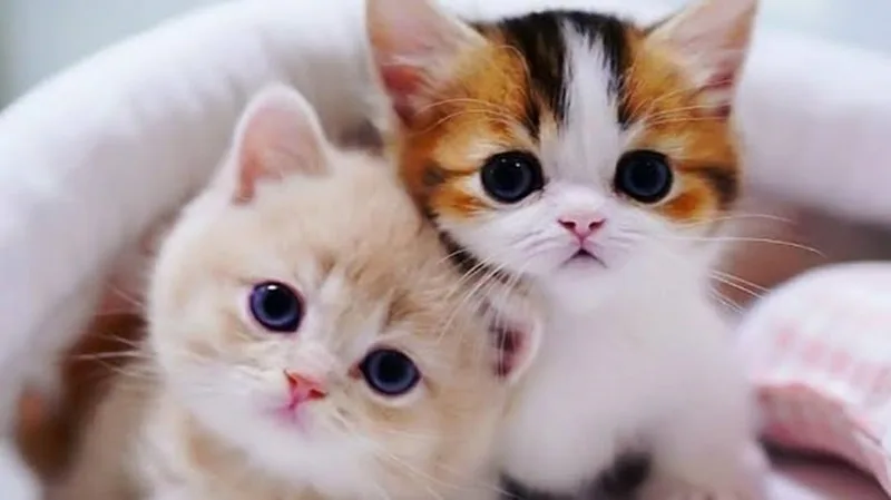 Mỗi giấc mơ thấy mèo đẻ sẽ là điềm báo riêng