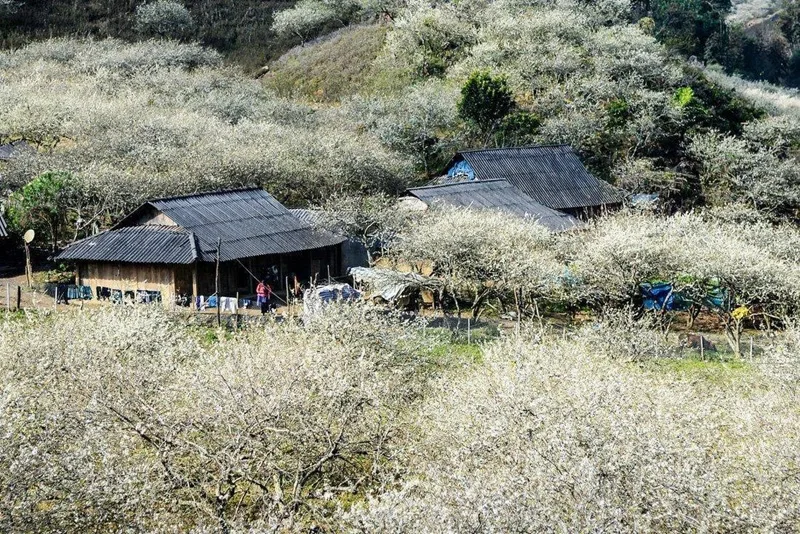 Thung lũng mận Nà Ka rực rỡ sắc màu, mang vẻ đẹp biến hóa kỳ diệu theo từng mùa trong năm.