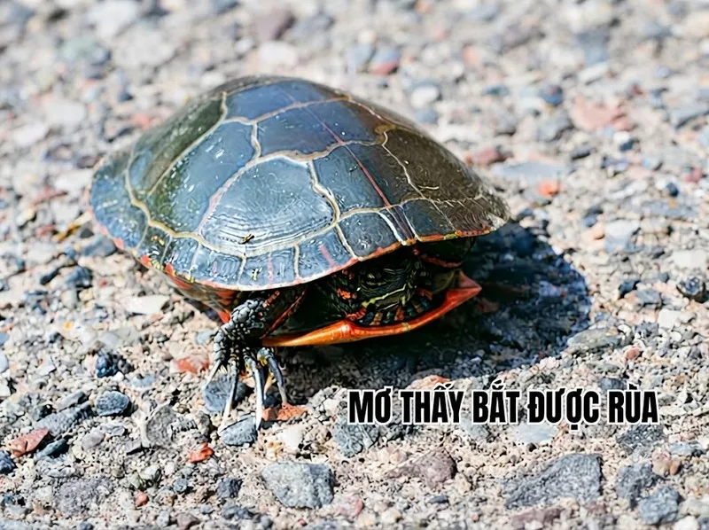 Rùa bơi, bắt được rùa và rùa đá mang ý nghĩa khác nhau