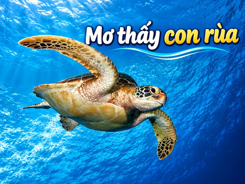 Mơ thấy con rùa thường gợi sự bền bỉ và trường thọ